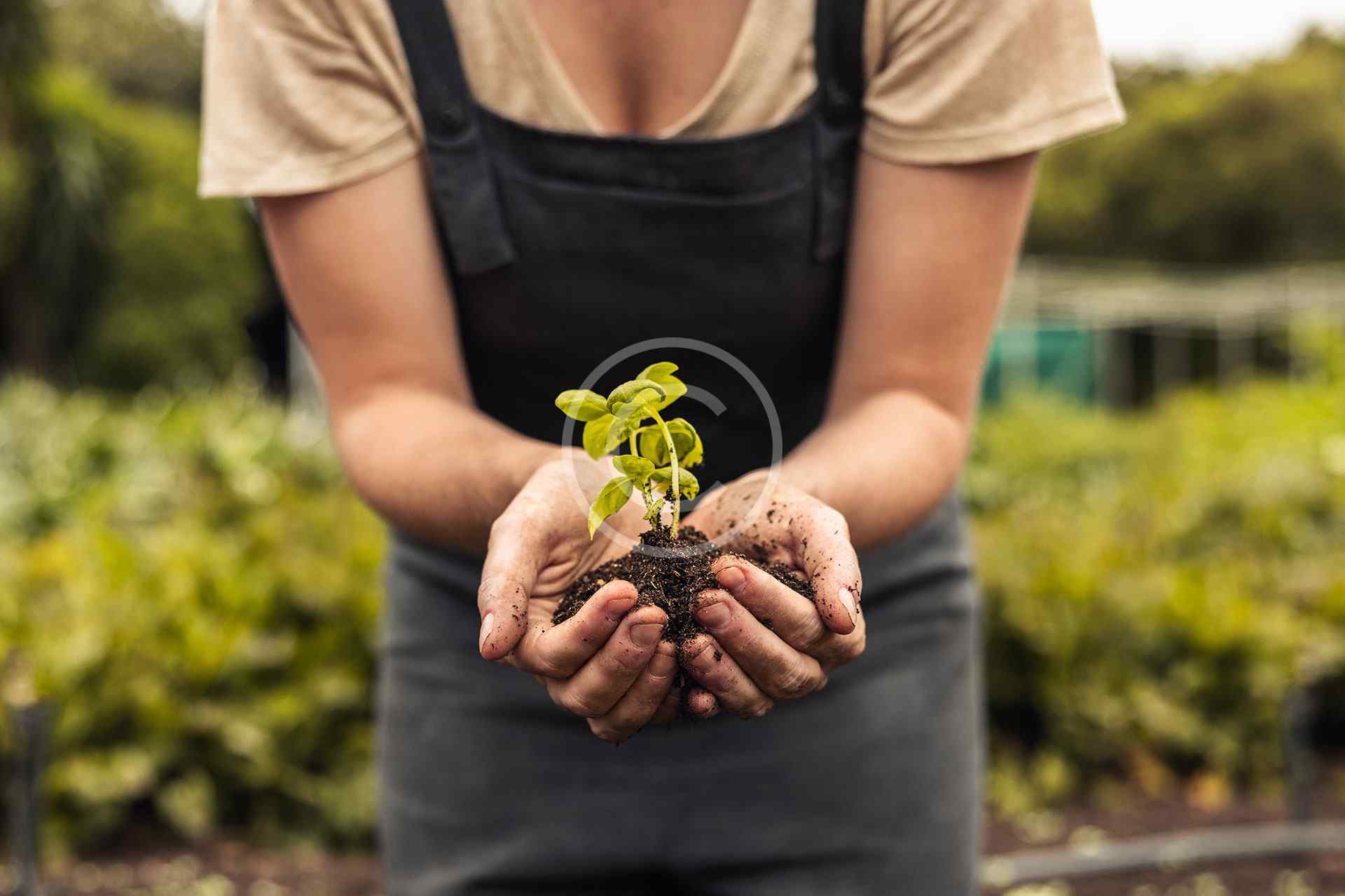 Plantation d’arbres