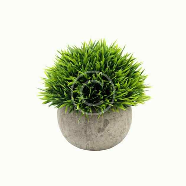 Decorative grass