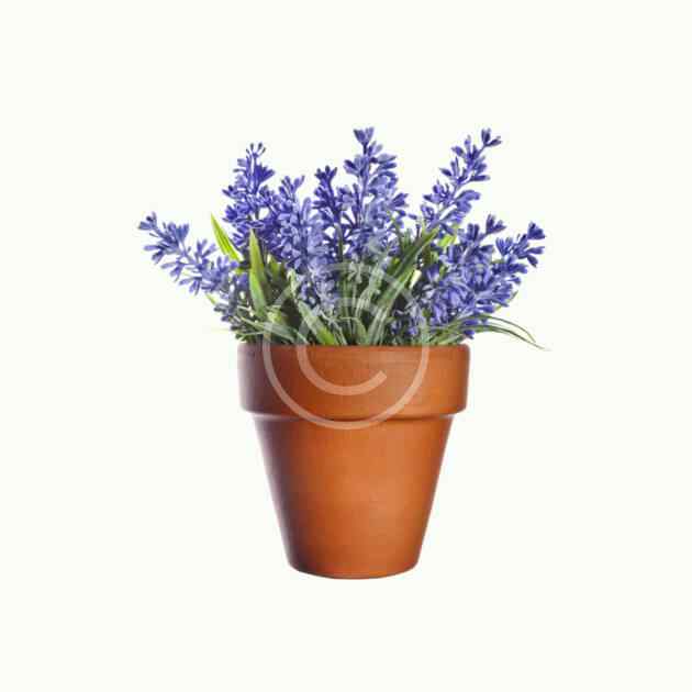 Garden lavender