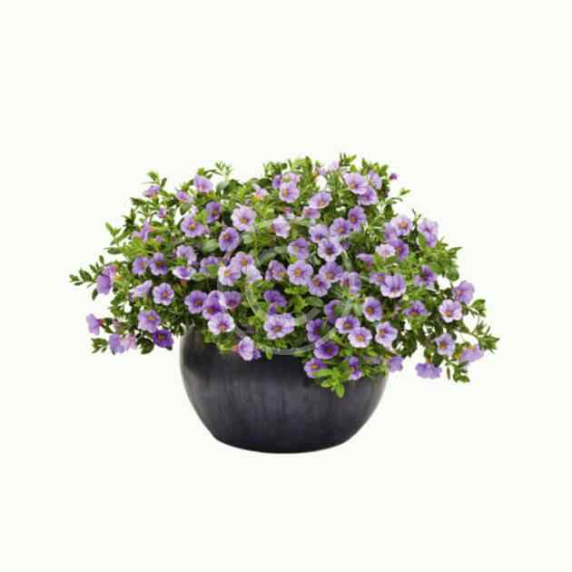 Calibrachoa