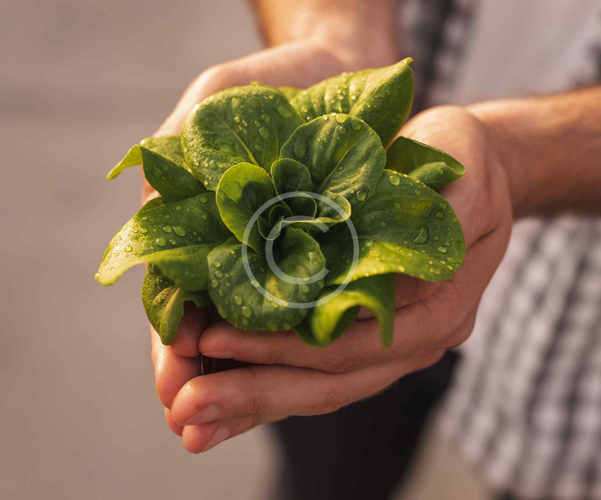 Bordures de parterres de jardin